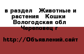  в раздел : Животные и растения » Кошки . Вологодская обл.,Череповец г.